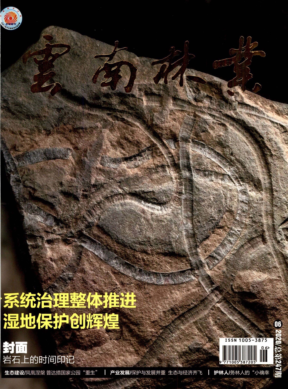 云南林業